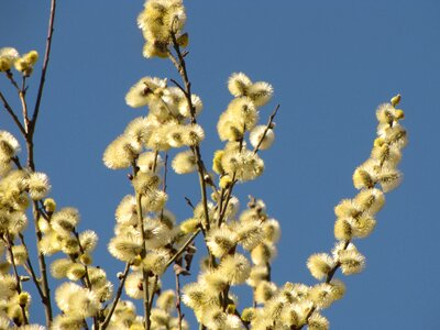 The basis of spring nature