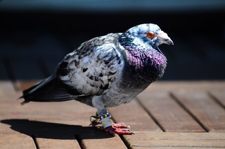 Pigeon bird animal photo
