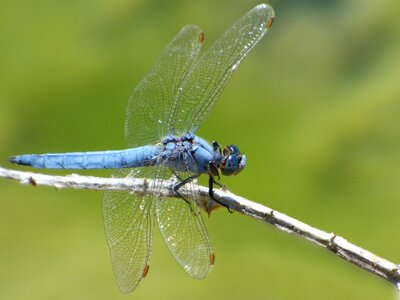 Orthetrum coerulescens wetland winged insect