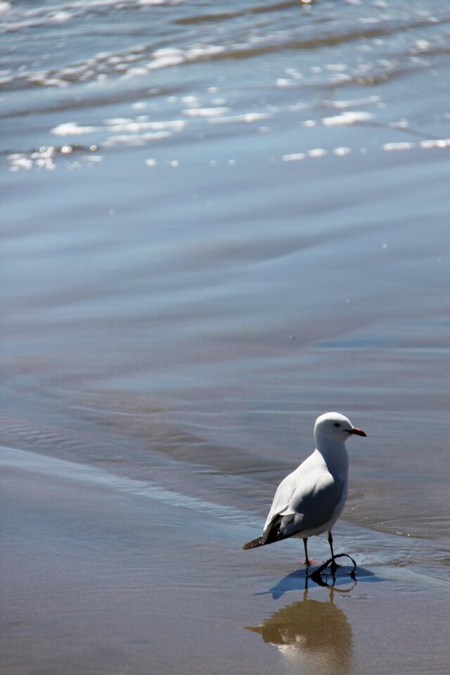 Bird beach sea