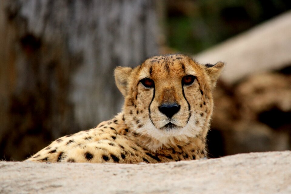 Predator mammal africa
