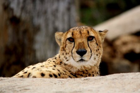 Predator mammal africa