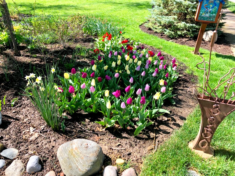 Tulip Bed, Rose Hill Avenue, North Avondale, Cincinnati, O… 
