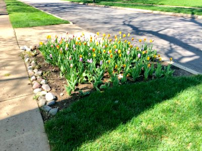 Tulip Bed, Rose Hill Avenue, North Avondale, Cincinnati, O… 