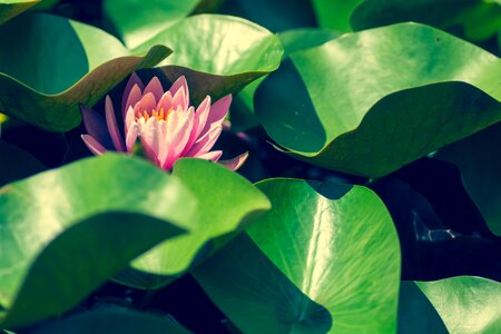 Lotus water lily green photo
