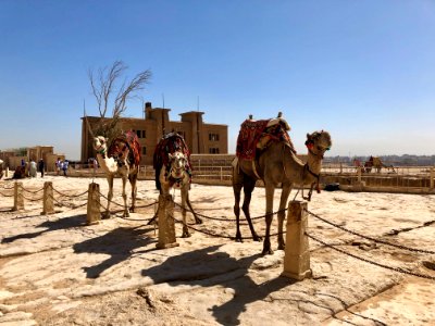 Vacant Building and Camel Rides, Great Pyramid, Giza, GG, … 