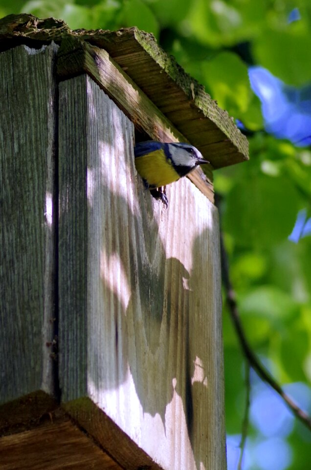 Young socket bird feeding tray