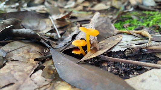 Small orange mushrooms