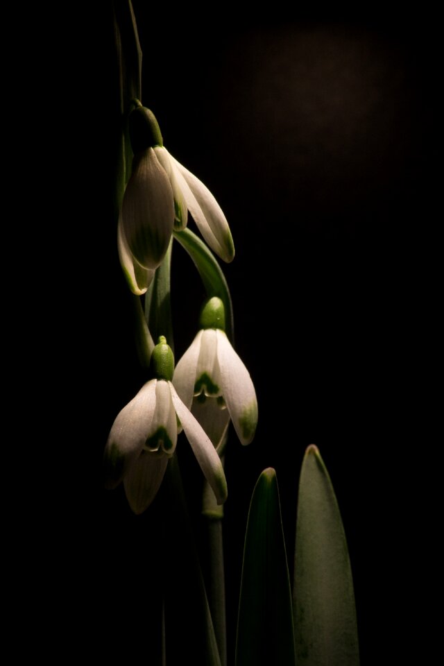 Macro white flowers spring