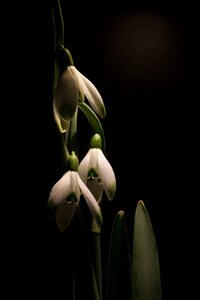 Macro white flowers spring