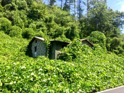 Tarpaper Shack, Johns Creek Road, Caney Fork, NC 