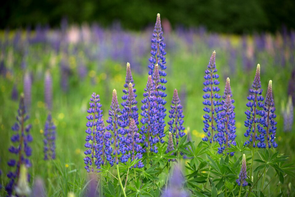 Lupines nature summer photo