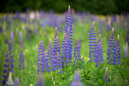 Lupines nature summer