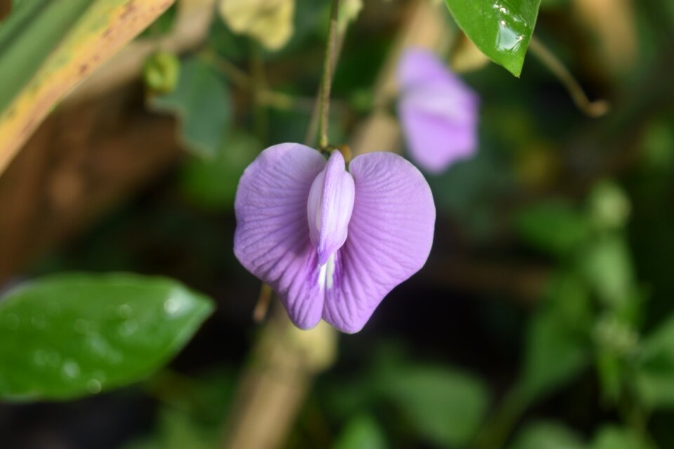 Blossom purple flower floral