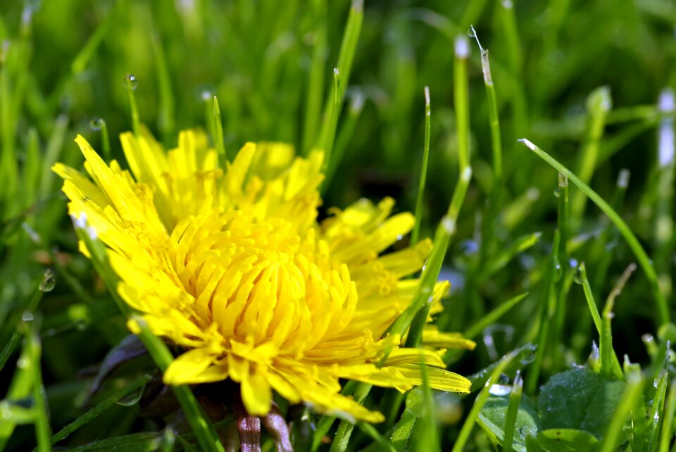Drops macro dandelion