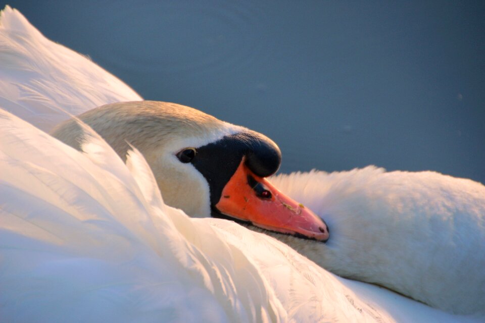 Head close up water bird