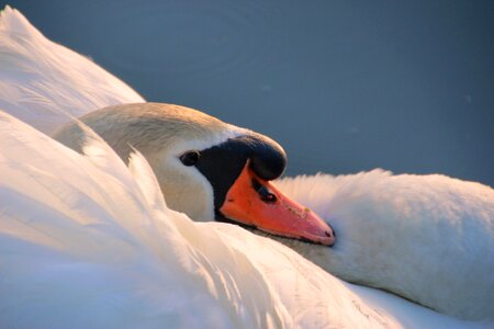 Head close up water bird