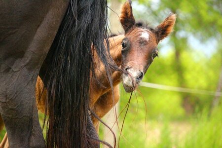 Thoroughbred arabian brown mold tail