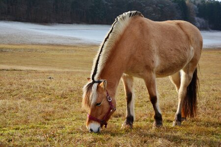 Paddock browse pony meadow photo