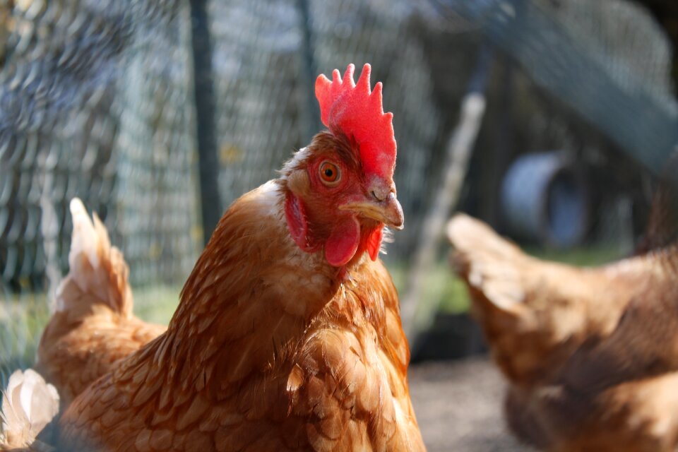 Hen farm chickens photo