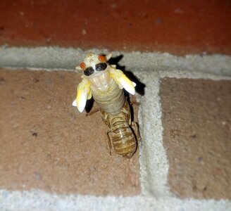 17 year cicada nymph molting