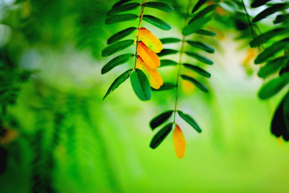 On one green nature