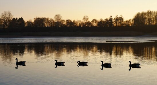 Animals reservoir sunset