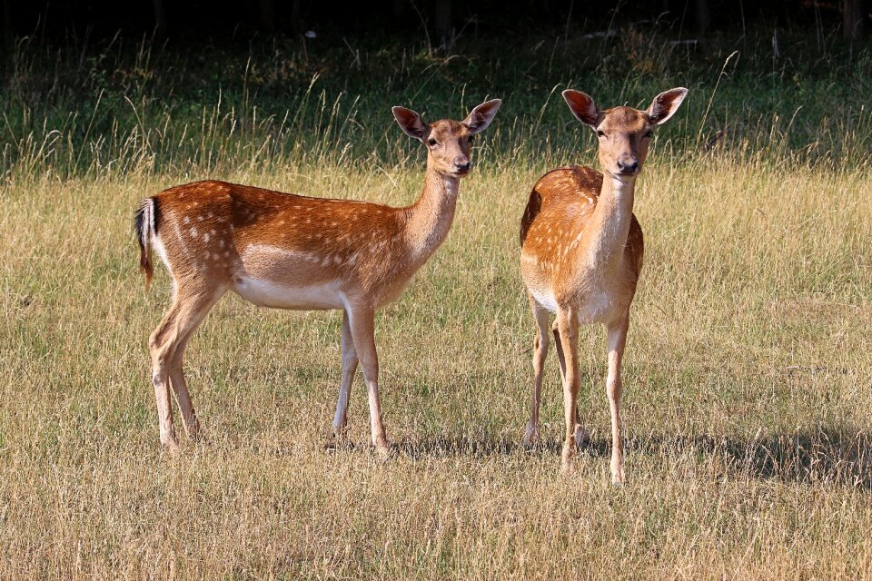 Fallow deer mammal nature