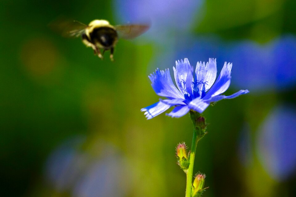 Spring insect flying