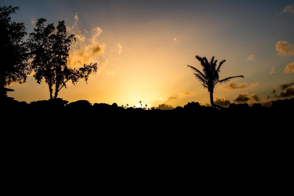 Maui tropical landscape