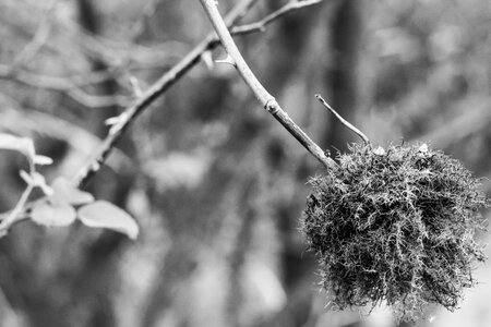 Fluff bush spiny shrub photo