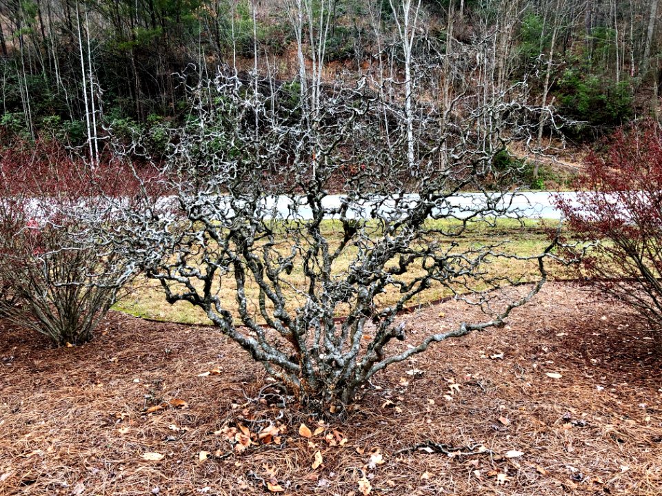 Twisted Bush, Asheville Highway, Sylva, NC 