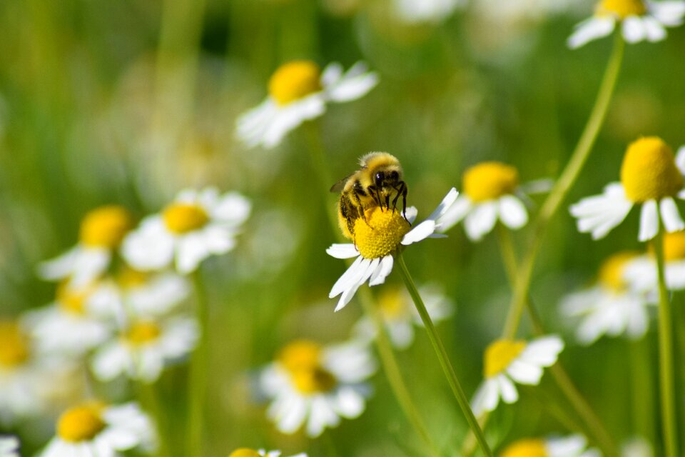 Summer pollen insect