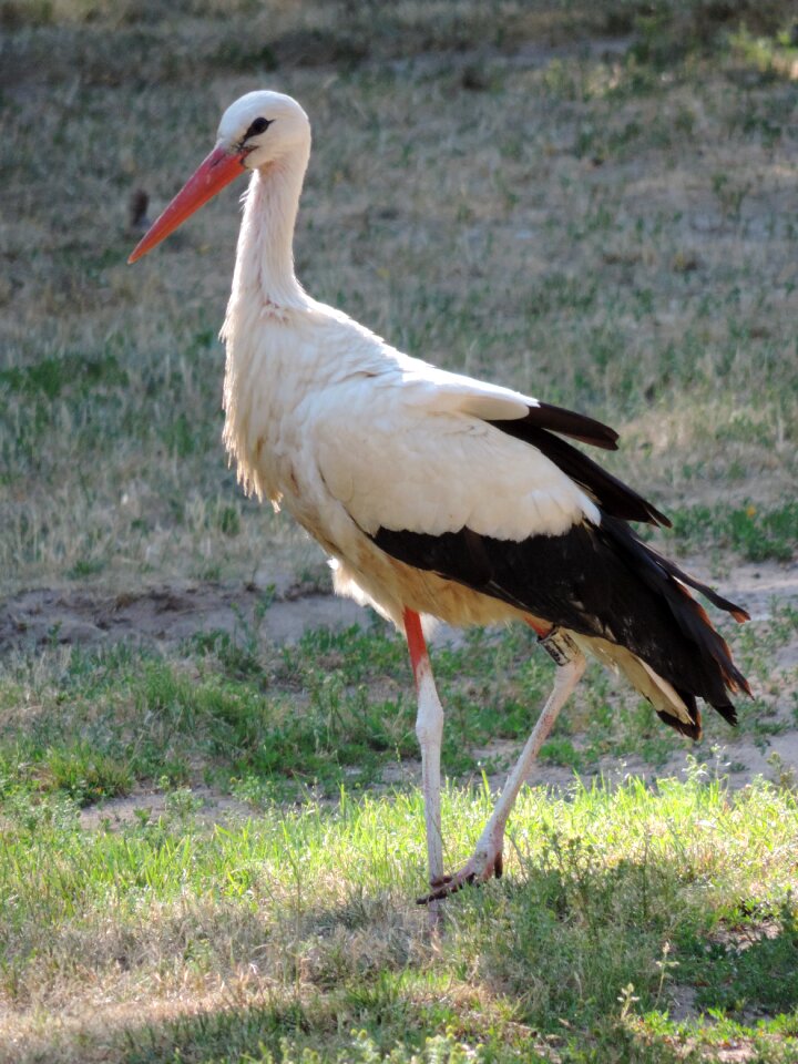 Nature animal picture eastern