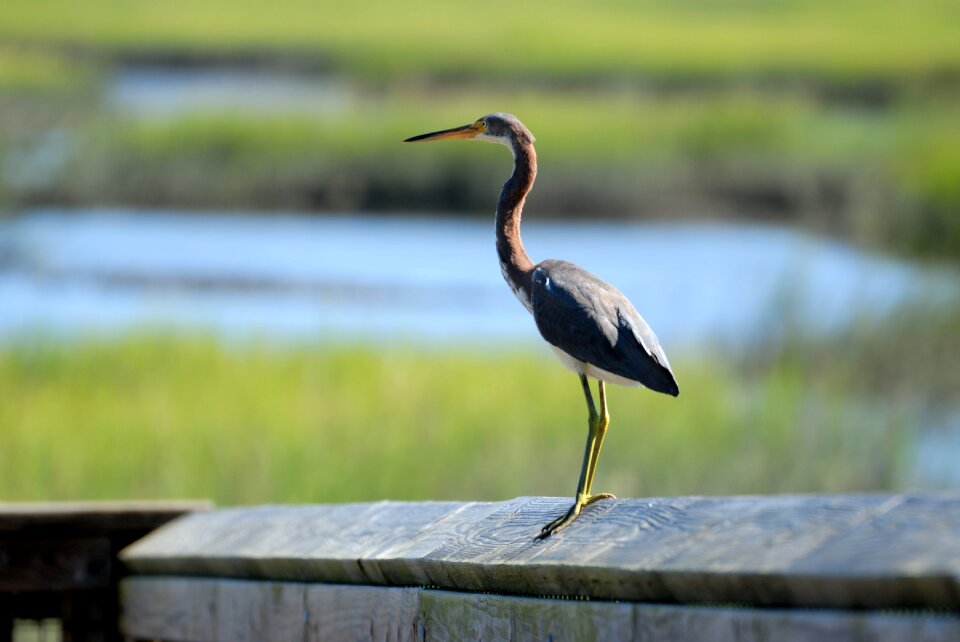 Avian wading bird water bird
