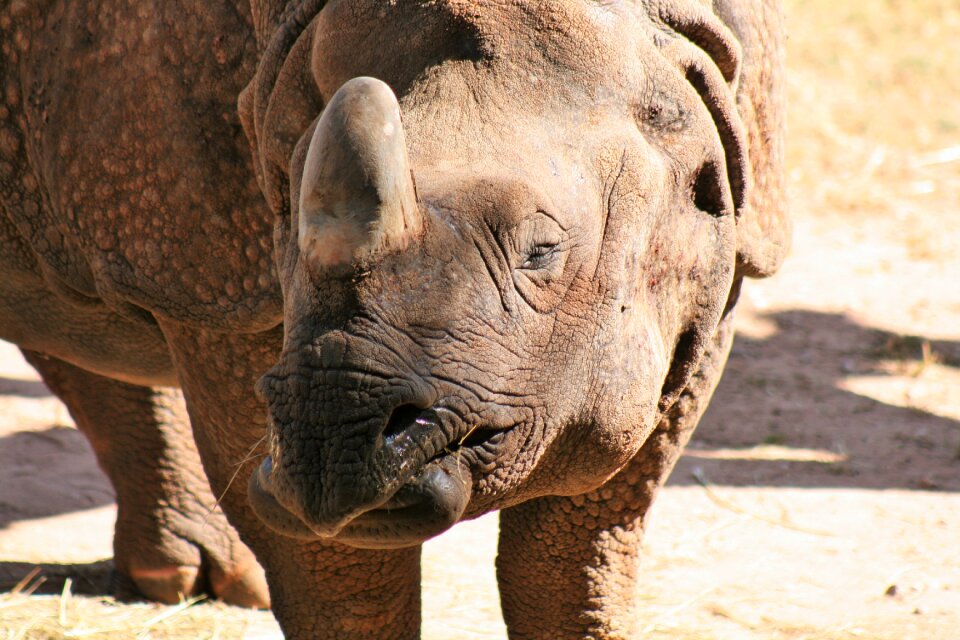 Pachyderm animal zoo