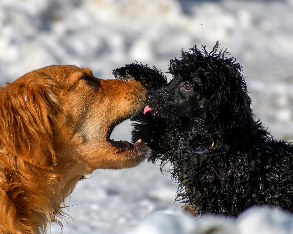 Young dog animal cute