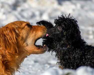 Young dog animal cute photo