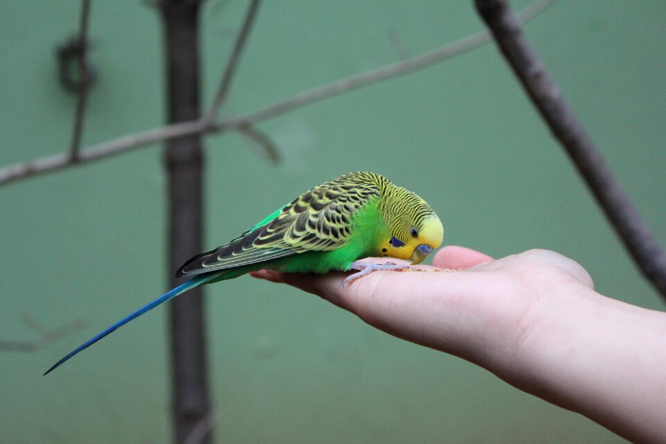 Everland greenness bird feeding photo