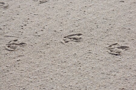 Still life beach footprint photo