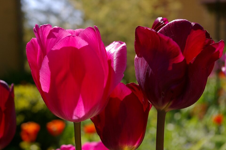 Flower spring nature