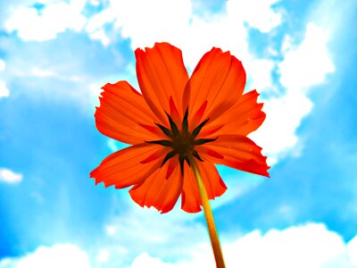 Bloom orange petals blue sky