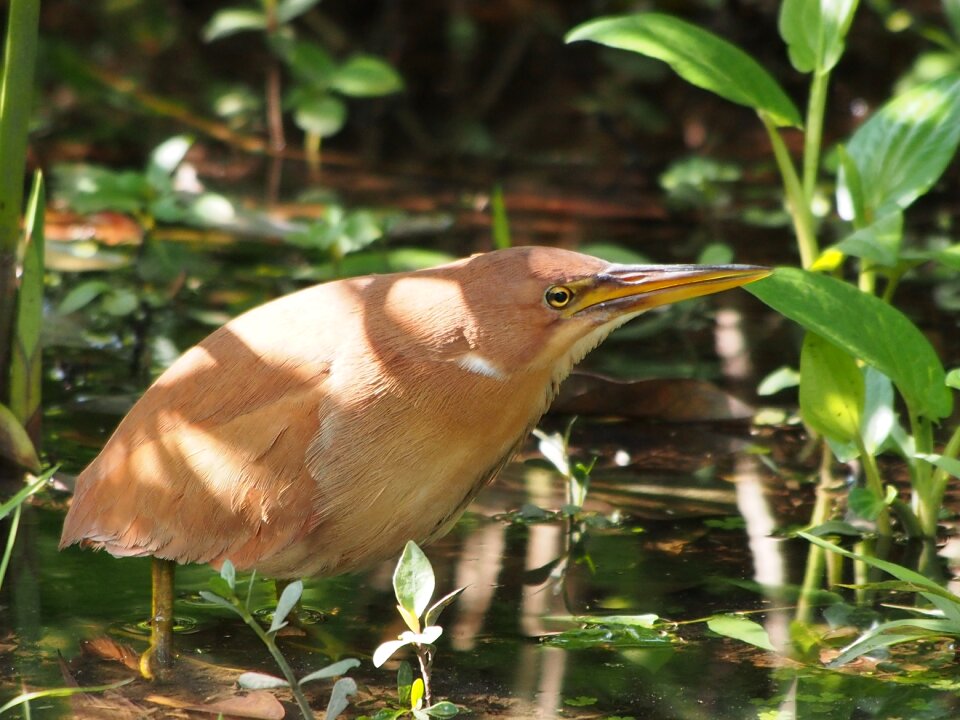 Heron bird botanical garden