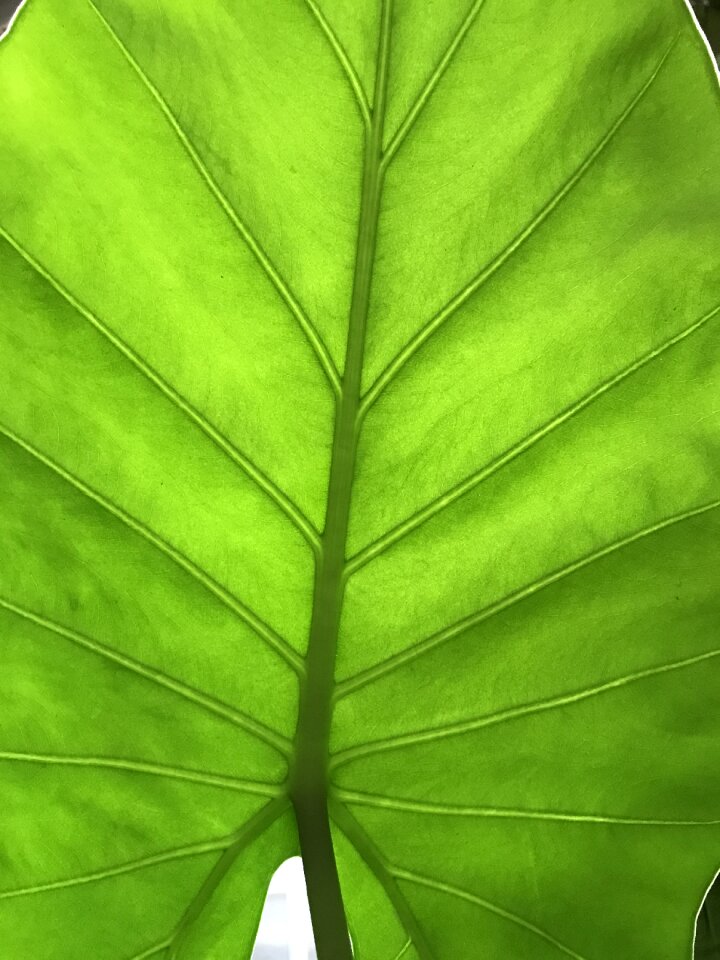 Green leaves bright leaf plants