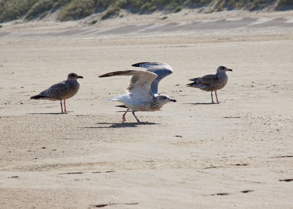 Water sea sand photo