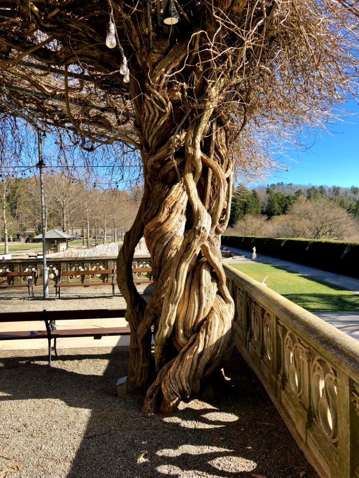 Wisteria Vines, Library Terrace, Biltmore Estate, Ashevill… 