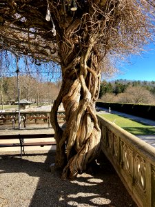 Wisteria Vines, Library Terrace, Biltmore Estate, Ashevill… 