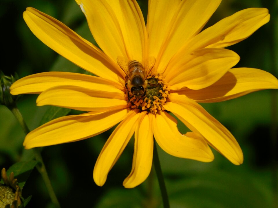 Pollen flower blossom