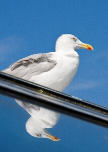 Bird sea north sea