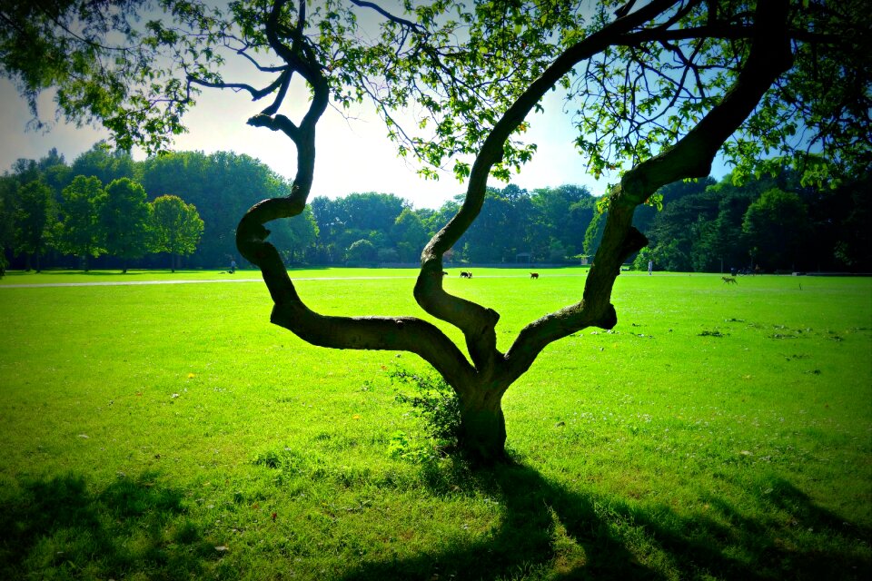 Twisted tree park lawn